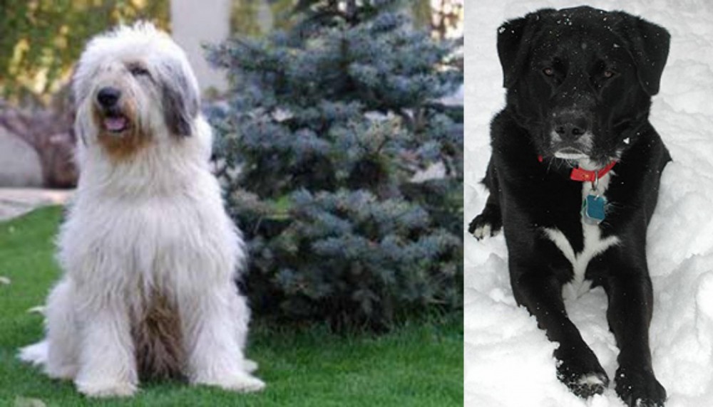 St. John's Water Dog vs Mioritic Sheepdog - Breed Comparison