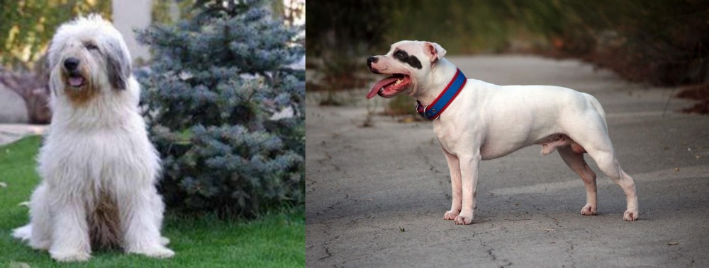 Staffordshire Bull Terrier vs Mioritic Sheepdog - Breed Comparison