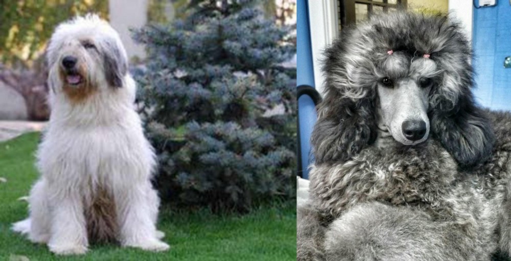 Standard Poodle vs Mioritic Sheepdog - Breed Comparison