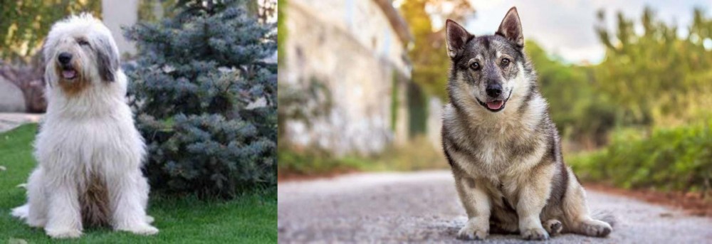 Swedish Vallhund vs Mioritic Sheepdog - Breed Comparison