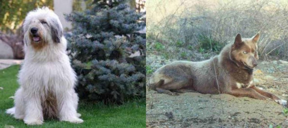 Tahltan Bear Dog vs Mioritic Sheepdog - Breed Comparison