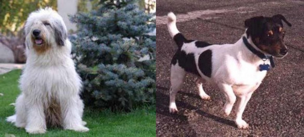 Teddy Roosevelt Terrier vs Mioritic Sheepdog - Breed Comparison