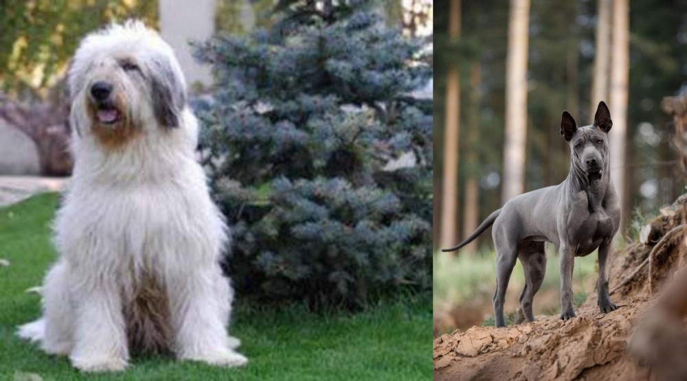 Thai Ridgeback vs Mioritic Sheepdog - Breed Comparison