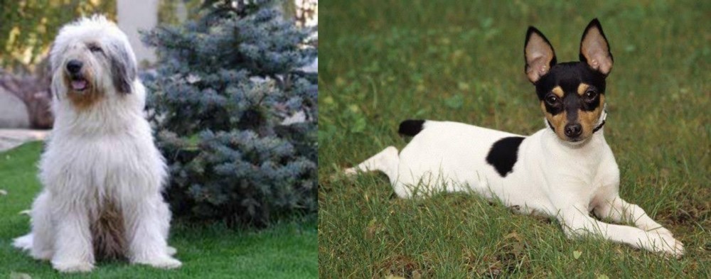 Toy Fox Terrier vs Mioritic Sheepdog - Breed Comparison