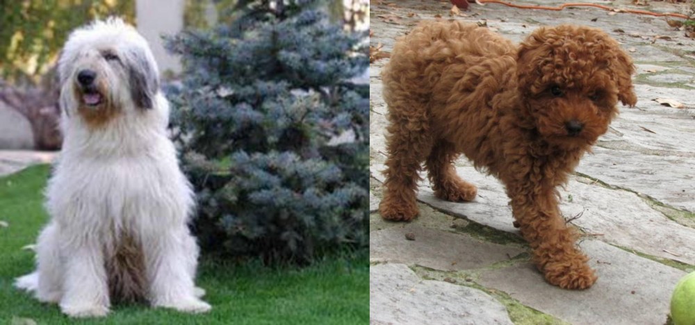 Toy Poodle vs Mioritic Sheepdog - Breed Comparison