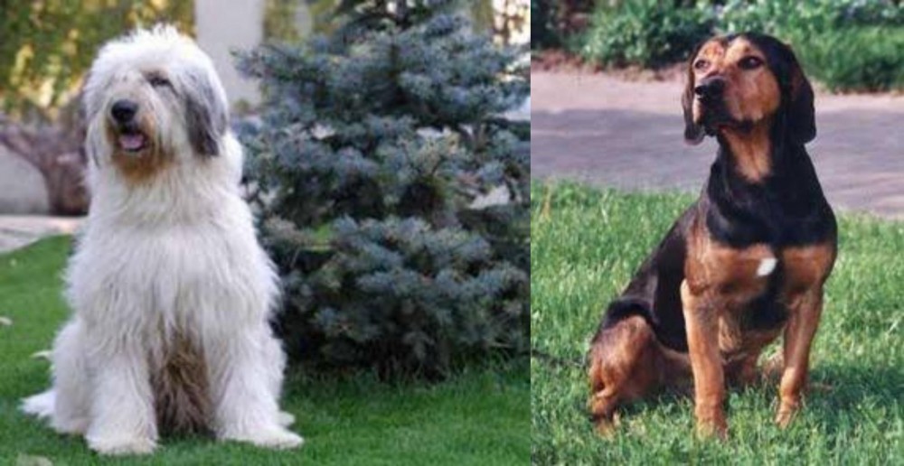Tyrolean Hound vs Mioritic Sheepdog - Breed Comparison