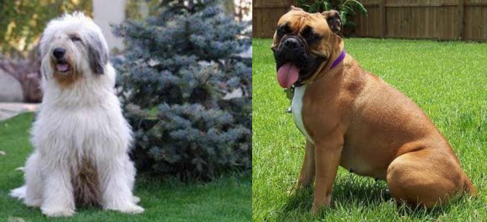 Valley Bulldog vs Mioritic Sheepdog - Breed Comparison