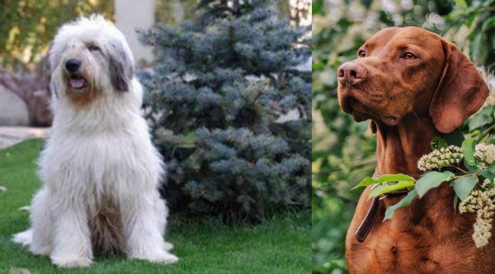 Vizsla vs Mioritic Sheepdog - Breed Comparison