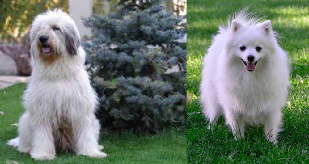 Volpino Italiano vs Mioritic Sheepdog - Breed Comparison