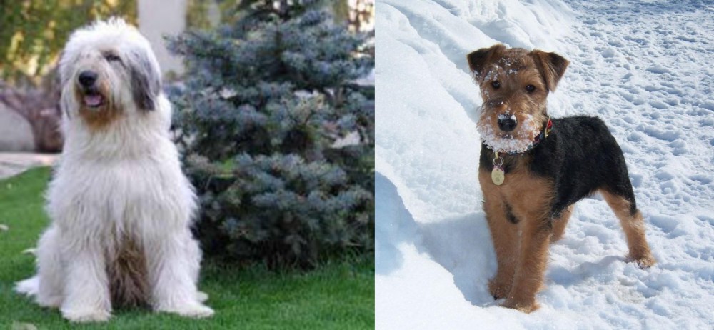 Welsh Terrier vs Mioritic Sheepdog - Breed Comparison