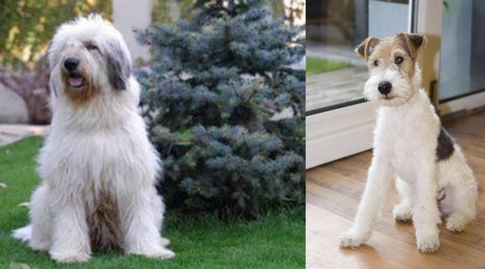Wire Fox Terrier vs Mioritic Sheepdog - Breed Comparison