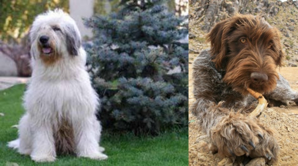 Wirehaired Pointing Griffon vs Mioritic Sheepdog - Breed Comparison