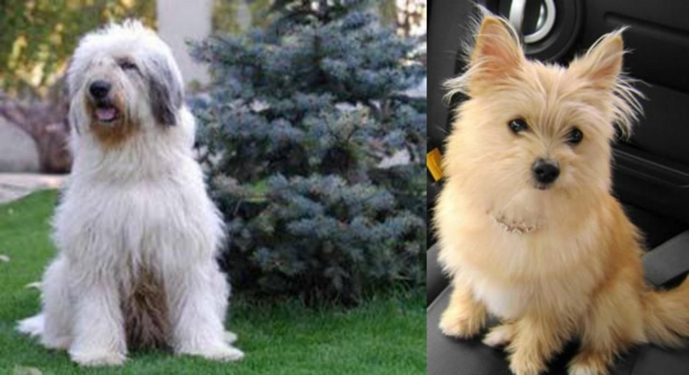 Yoranian vs Mioritic Sheepdog - Breed Comparison