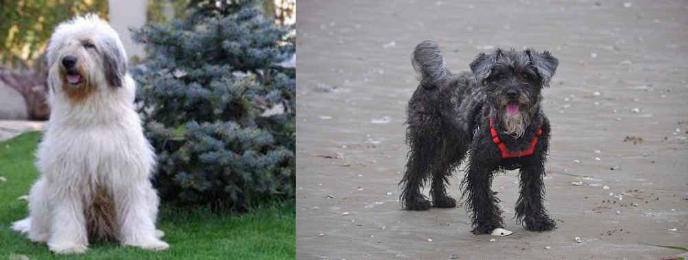 YorkiePoo vs Mioritic Sheepdog - Breed Comparison