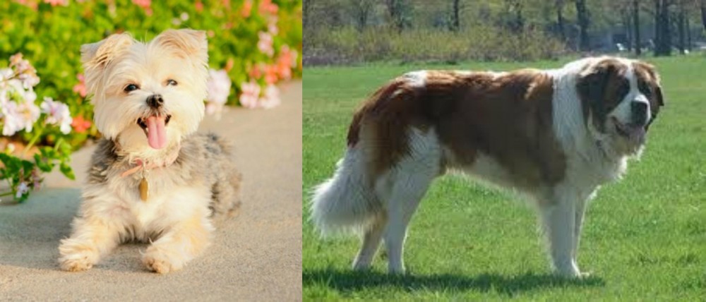 Moscow Watchdog vs Morkie - Breed Comparison