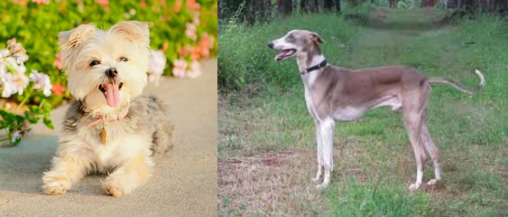 Mudhol Hound vs Morkie - Breed Comparison