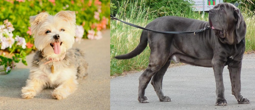 Neapolitan Mastiff vs Morkie - Breed Comparison