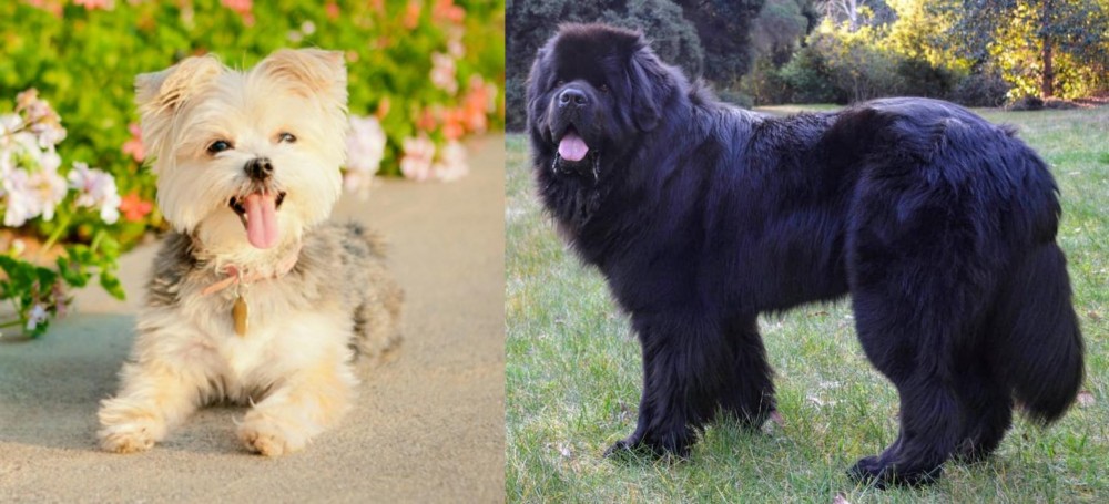 Newfoundland Dog vs Morkie - Breed Comparison