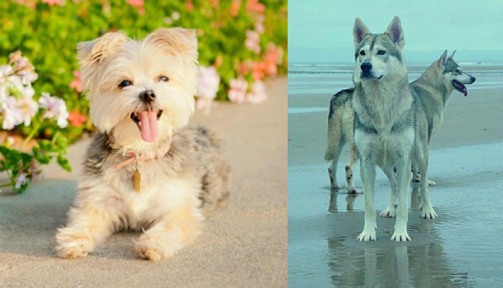 Northern Inuit Dog vs Morkie - Breed Comparison