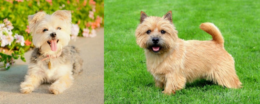 Norwich Terrier vs Morkie - Breed Comparison