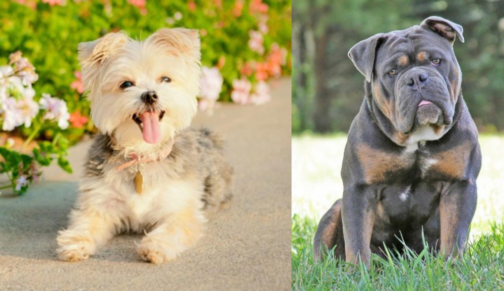 Olde English Bulldogge vs Morkie - Breed Comparison