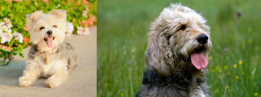 Otterhound vs Morkie - Breed Comparison