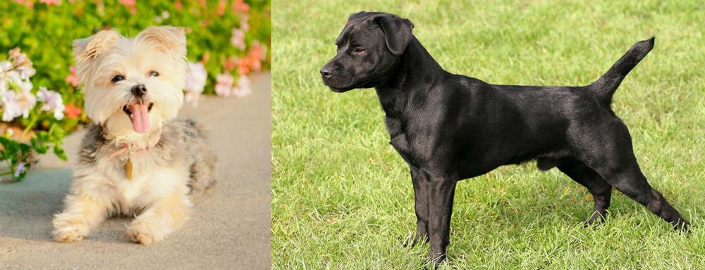 Patterdale Terrier vs Morkie - Breed Comparison