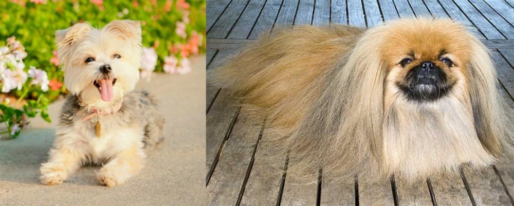 Pekingese vs Morkie - Breed Comparison