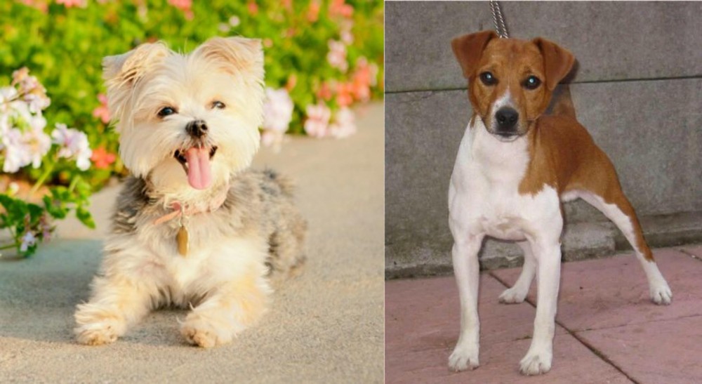 Plummer Terrier vs Morkie - Breed Comparison