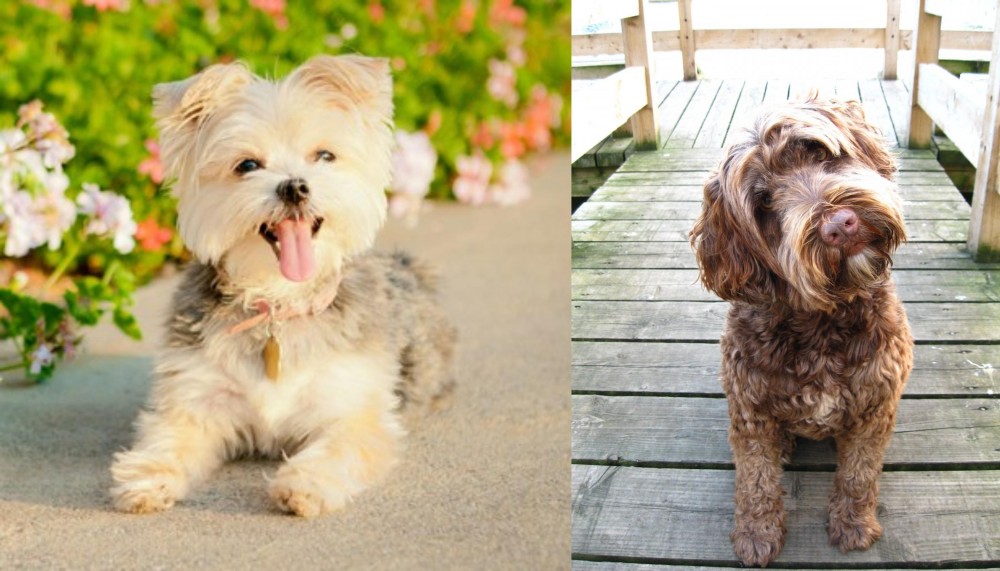 Portuguese Water Dog vs Morkie - Breed Comparison