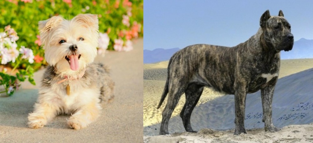 Presa Canario vs Morkie - Breed Comparison