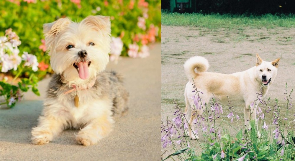 Pungsan Dog vs Morkie - Breed Comparison