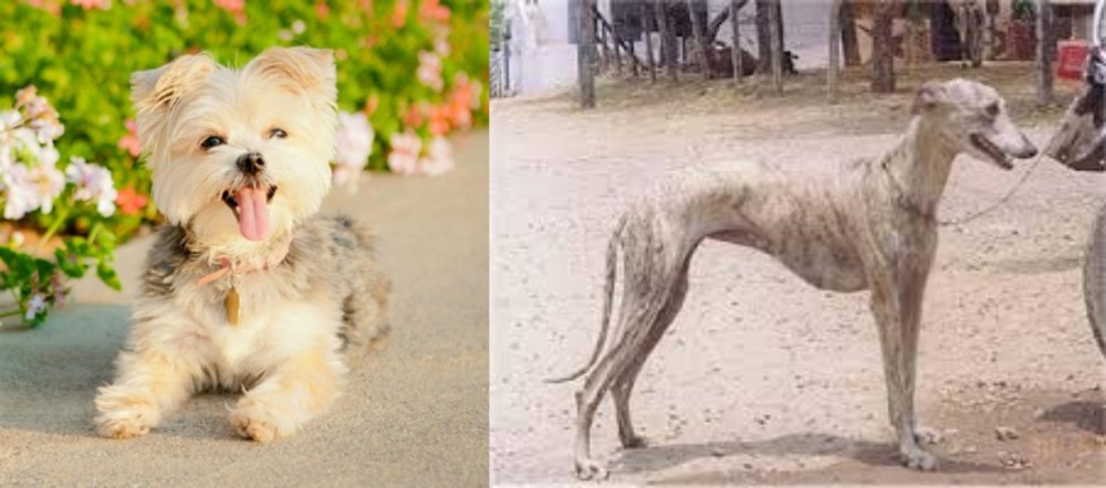 Rampur Greyhound vs Morkie - Breed Comparison