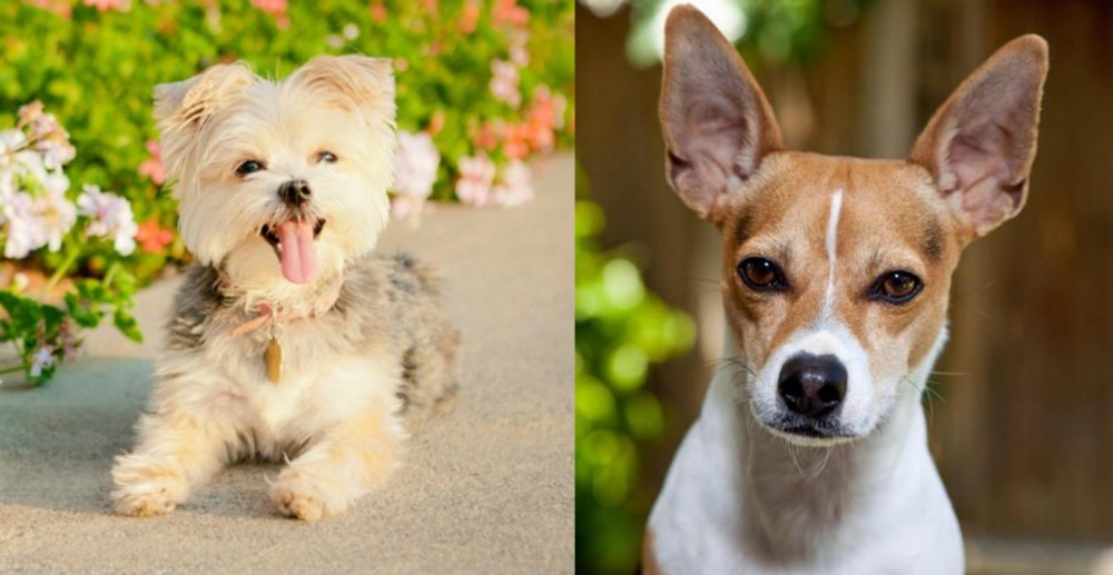 Rat Terrier vs Morkie - Breed Comparison
