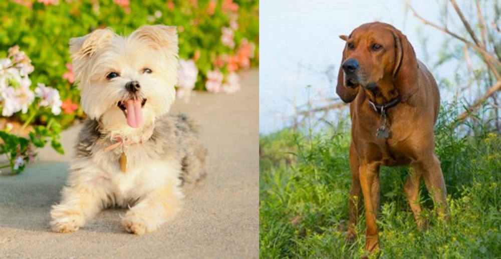 Redbone Coonhound vs Morkie - Breed Comparison