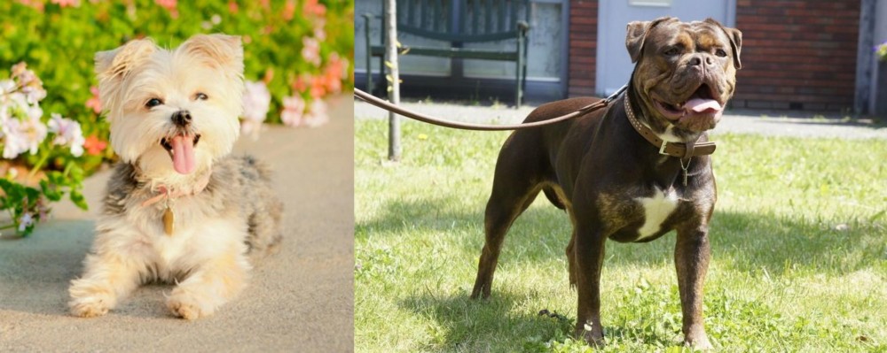 Renascence Bulldogge vs Morkie - Breed Comparison