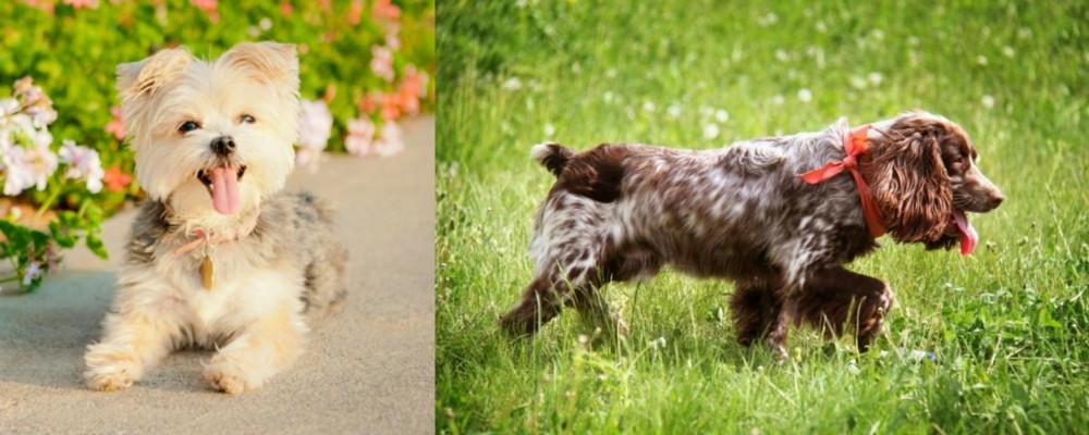 Russian Spaniel vs Morkie - Breed Comparison