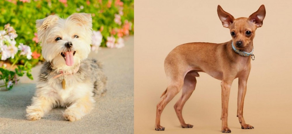 Russian Toy Terrier vs Morkie - Breed Comparison