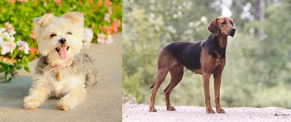 Schillerstovare vs Morkie - Breed Comparison