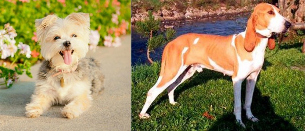 Schweizer Laufhund vs Morkie - Breed Comparison