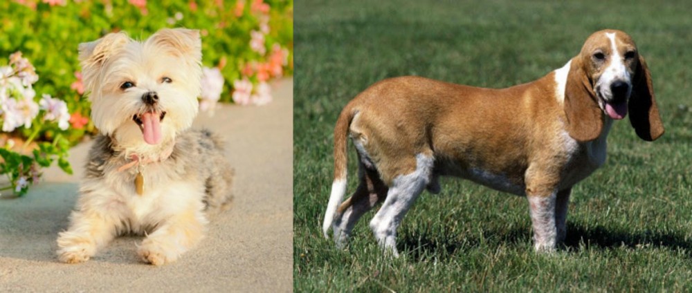 Schweizer Niederlaufhund vs Morkie - Breed Comparison