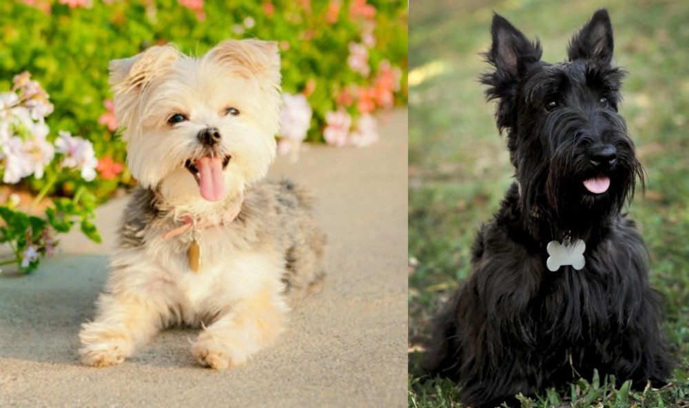 Scoland Terrier vs Morkie - Breed Comparison