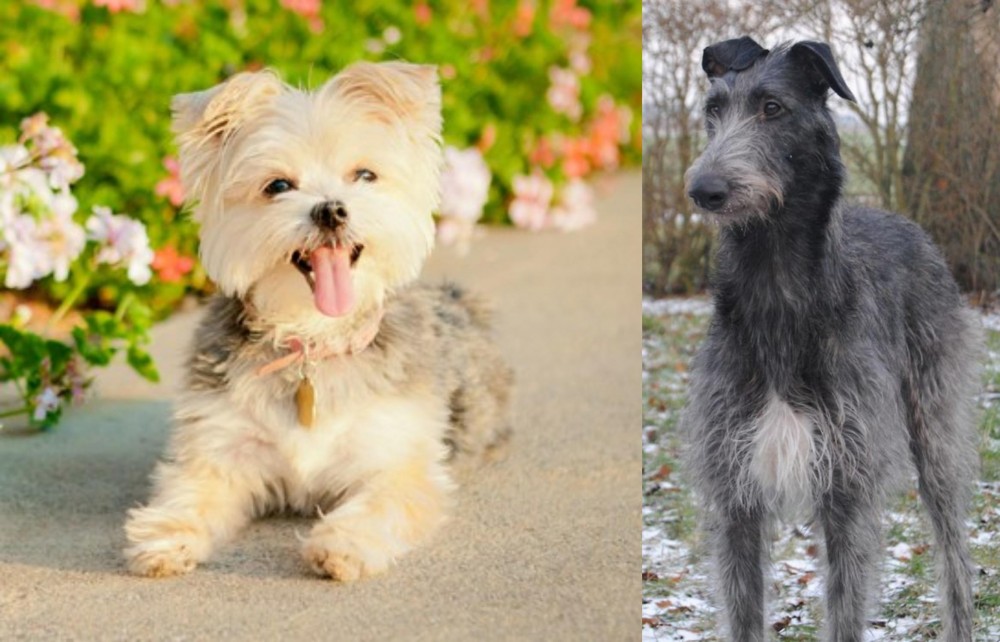 Scottish Deerhound vs Morkie - Breed Comparison