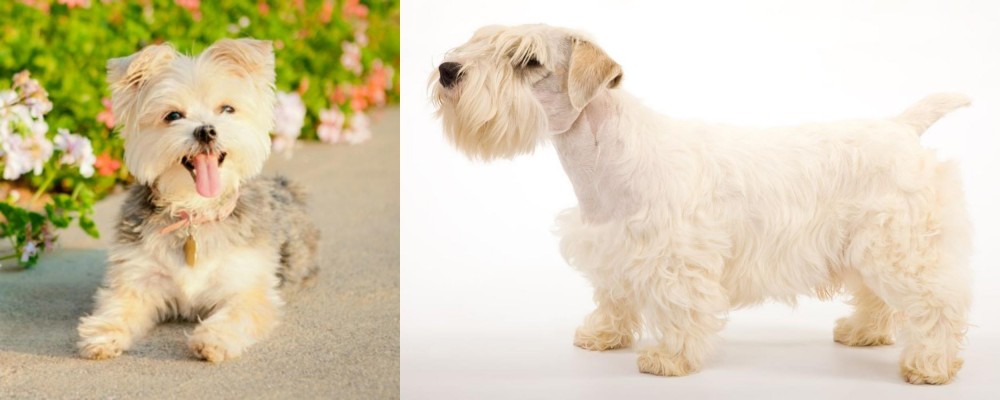 Sealyham Terrier vs Morkie - Breed Comparison