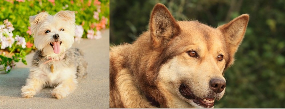 Seppala Siberian Sleddog vs Morkie - Breed Comparison