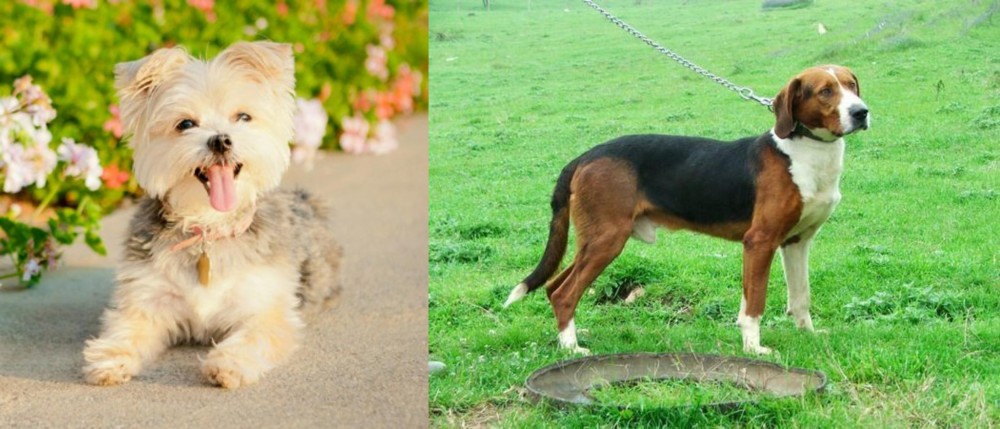 Serbian Tricolour Hound vs Morkie - Breed Comparison