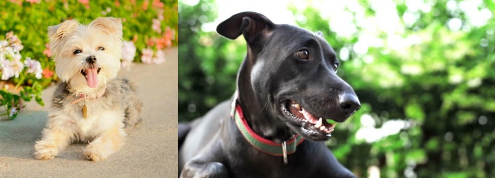 Shepard Labrador vs Morkie - Breed Comparison