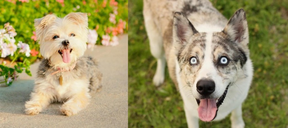 Shepherd Husky vs Morkie - Breed Comparison