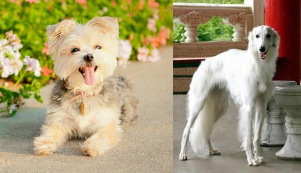 Silken Windhound vs Morkie - Breed Comparison