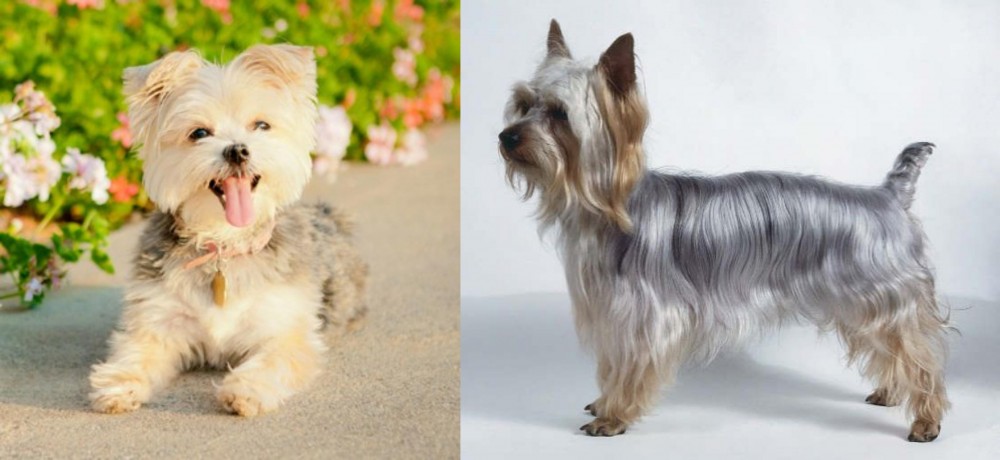 Silky Terrier vs Morkie - Breed Comparison